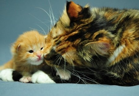 little ginger & cat mother