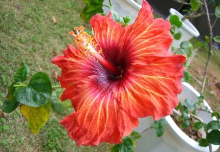 *** Red Hibiscus *** - flowers, hibiscus, nature, red