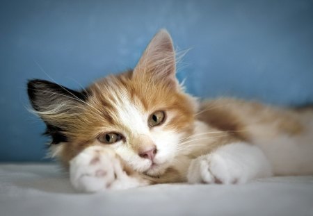 *** Cute kitten *** - cats, animal, animals, kitten