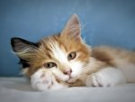 *** Cute kitten ***