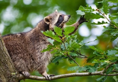 *** Raccoon in a tree *** - leaves, raccoon, animals, tre