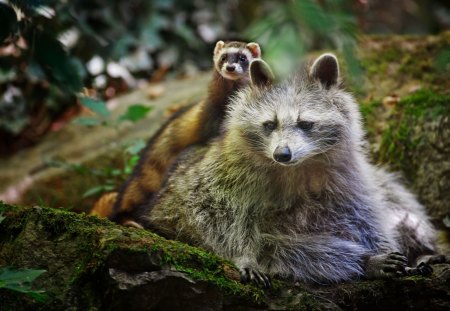 *** Savage Friends *** - raccoon, animal, tree, animals