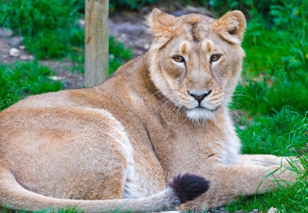 *** Lioness *** - lion, animal, lioness, animals