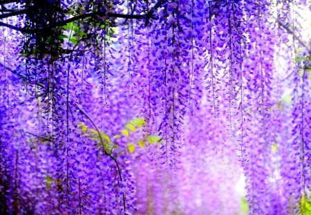 PURPLE WISTERIA - blossoms, beauty, spring, witeria