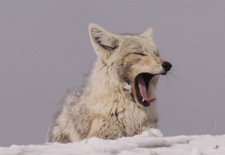 Coyote in Hayden Valley - animal, wallpaper, coyote, in hayden valley, snow, dog