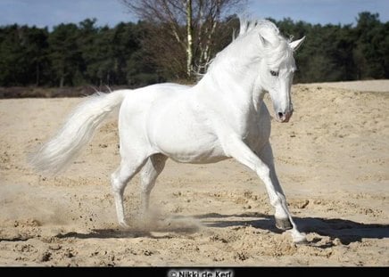 White Spaniard - white, horses, spain, spanish, andalusian