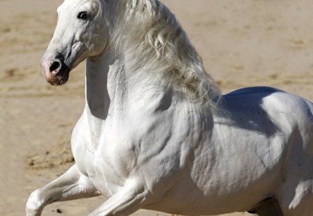 Spanish Stallion Showing Off - horses, white, andalusian, spanish