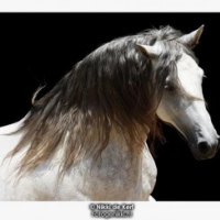 Grey Spaniard