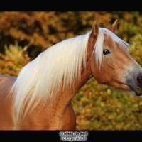 Haflinger Close Up