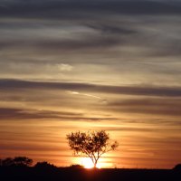 Tree at Sunset