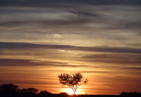 Tree at Sunset - sky, tree, sunset, clouds