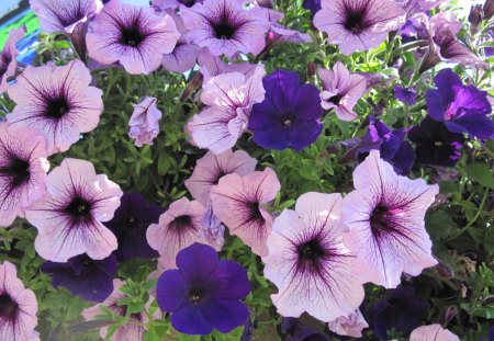 Flowers from Invermere BC - Canada - flowers, purple, pink, petunias