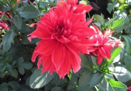 Dahlia from Invermere BC - Canada - flowers, dahlia, red, green