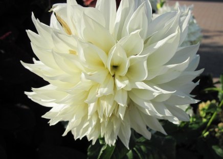 White Dahlia - white, Flowers, yellow, green, Photography, dahlia