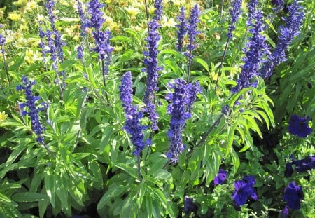 Lavender & purple petunias - purple, photography, green, petunias, flowers, lavender