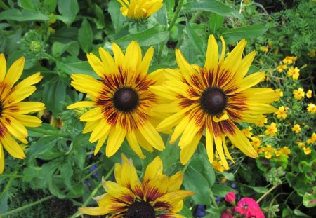 Flowers from Invermere BC - Canada 08 - flowers, yellow, orange, green