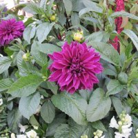 Purple Dahlia