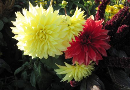 Yellow Dahlia - yellow, dahlia, red, photography, green, flowers