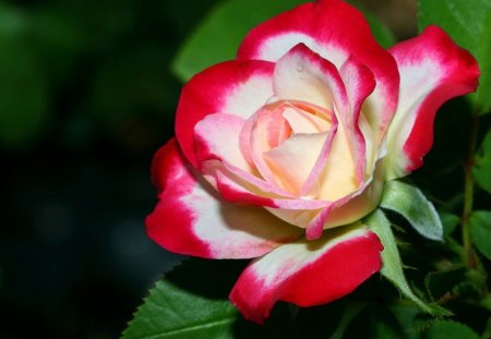 beauty rose - rose, paradise, nature, beuty