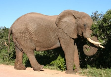 *** Elephants *** - big, elephant, graas, sand, animals