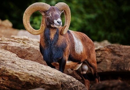 *** Aries *** - aries, brown, rock, color, horns