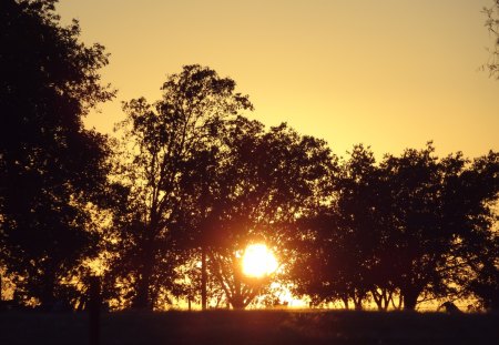 Sun Tree - sky, tree, sunset, sun