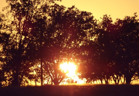 Sun Tree - sunset, tree, sun, sky