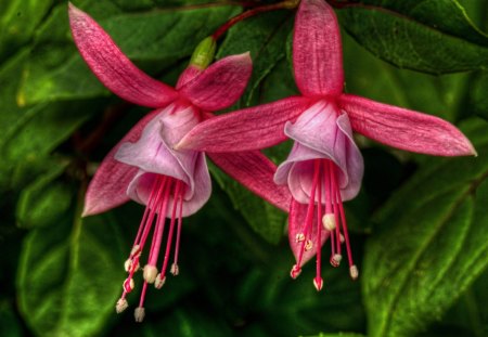 *** Fuchsia *** - leaves, nature, fuchsia, flowers