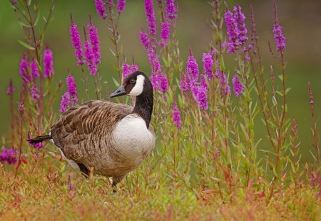 *** Wild goose on the meadow *** - goose, animals, birds, wild