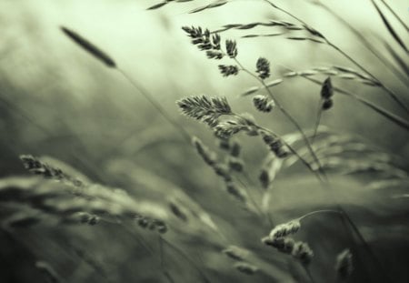 ~Dancing In The Wind~ - nature, calm, grass, earth