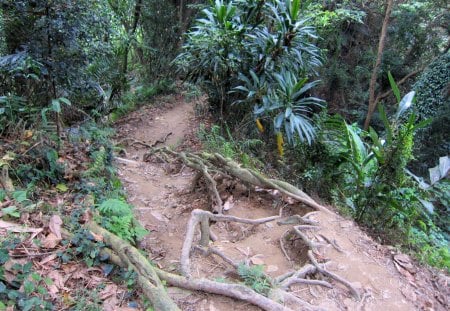 Hiking trails - tree roots, trails, hiking, plants, surround the mountain