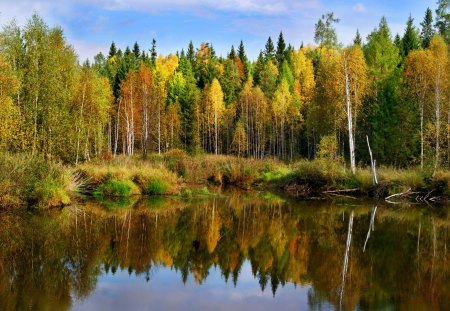 *** Autumn forest *** - forest, forests, nature, autumn