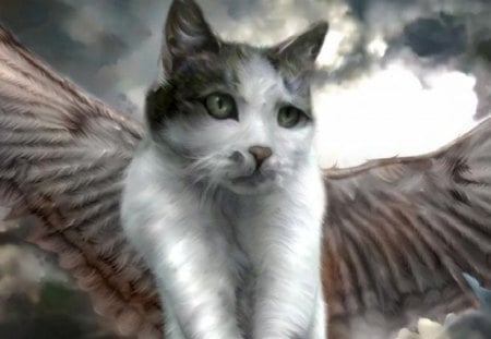 angel cat - angel, cat