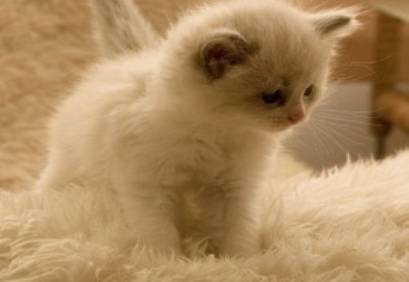 	Fluffy - white, fluffy