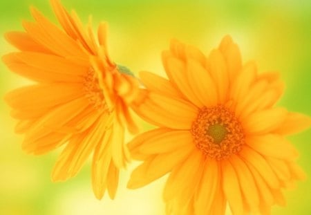 African Daisy - sunlight, golden yellow daisies