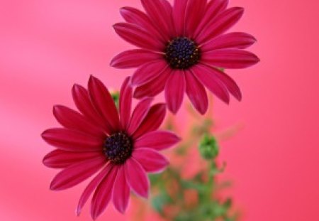 Brightly Pink - deep pink gerberas, flowers