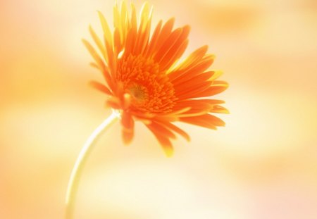 Gold Gerbera - gold gerbera, flower