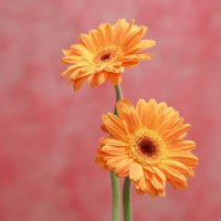 Golden Gerbera Daisies