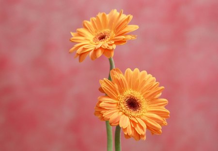 Golden Gerbera Daisies - flowers, gold gerberas, daisy