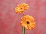 Golden Gerbera Daisies