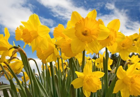 Sunny Daffodils - popular, easter, daffodils, wallpaper, narcissus, spring, nature, yellow, flowers, flower