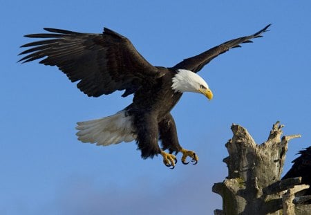 Bald Eagle - bald eagle, bald, gorgeous, the eagle has landed, birds, birds of prey, landing, white head, majestic, wallpaper, bird, flying, eagle, wing, beautiful, animal, hunter