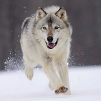 Gray Wolf