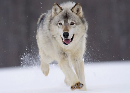 Gray Wolf - wolf, snow, winter, minnesota, gray