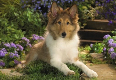 Sheltie Puppy - dog, puppy, cub, sheltie