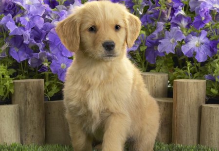 Labrador Puppy - labradors, cub, puppy, adorable, golden labrador puppy, labrador, dog, flowers, purple flowers, garden