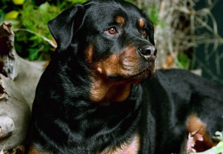 Rottweiler - dog, rottweiler