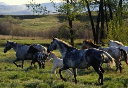 Horses - horses, nature, landscape, trees