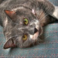 The Lazy Cat Slit Eye Ranch
