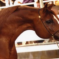 "Golden Essence" Arabian Stallion